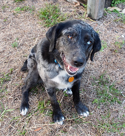 [A black gray and white dog sits at my feet looking up at the camera with her mouth open. She has dark legs with white tips on her paws. She has a white patch on her belly. The rest of her body is mostly black with some dark gray patches.]